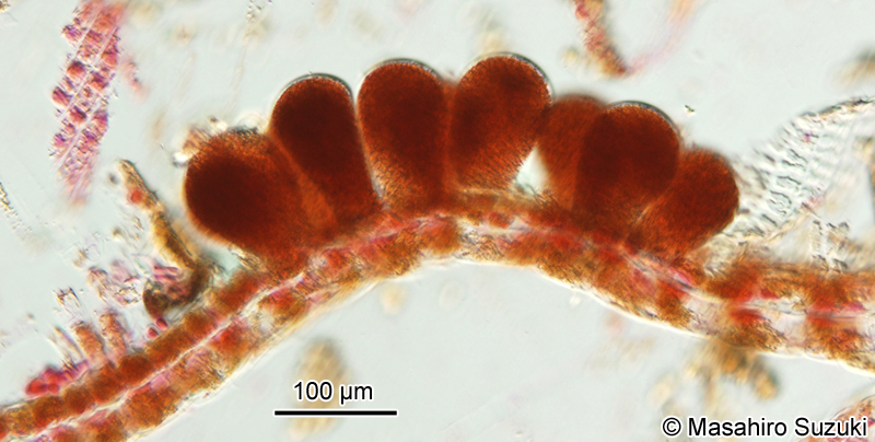 オキナウチワ Padina japonica